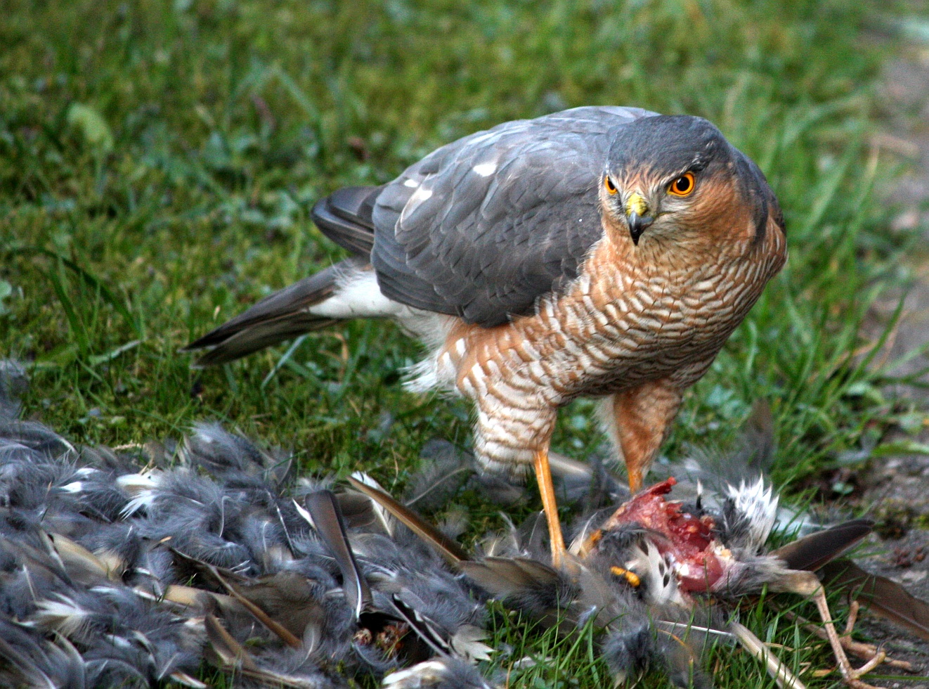 slachtpartij-in-de-achtertuin