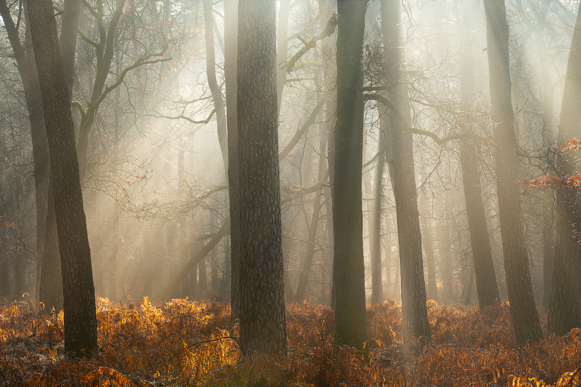 zonnestralen-in-het-bos