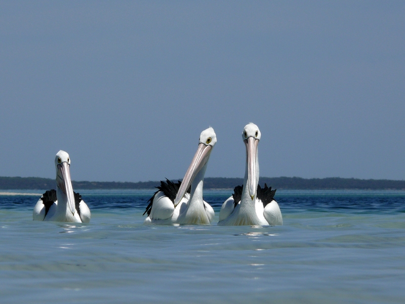 pelikanen-3