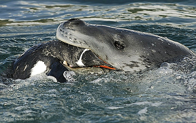 zeeluipaard-met-ezelspinguin