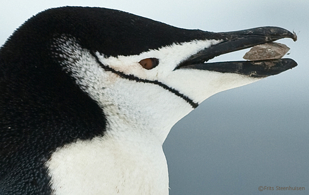 chinstrap-penguin