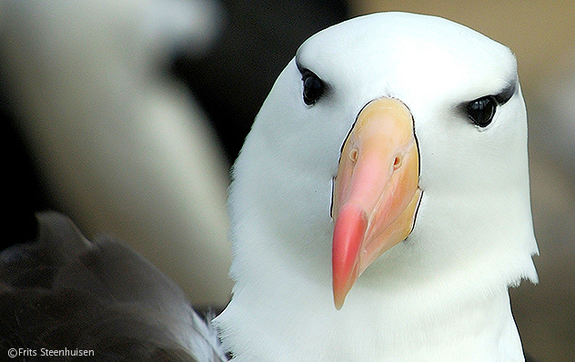 black-browed-albatros-portret