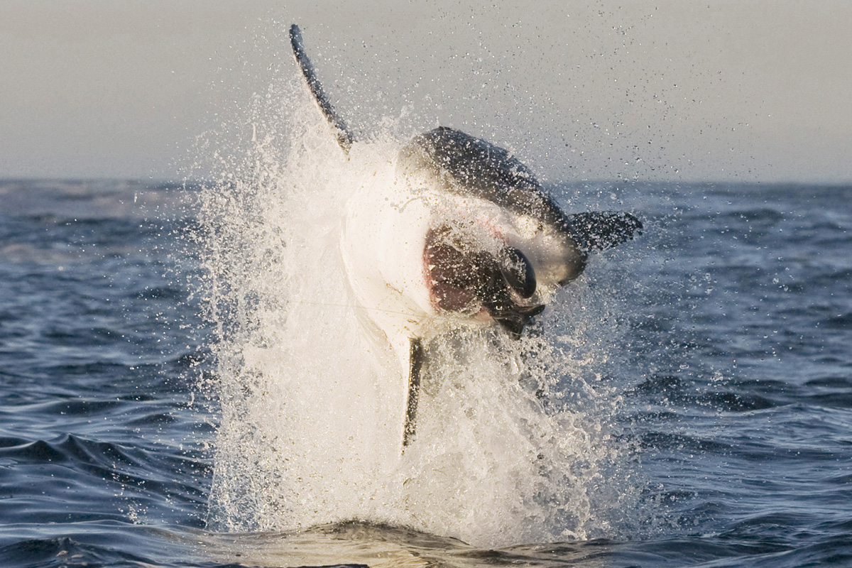 als-een-vis-uit-het-water-2