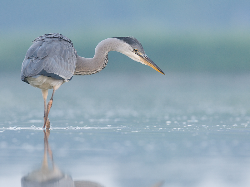 blauwe-reiger-in-water