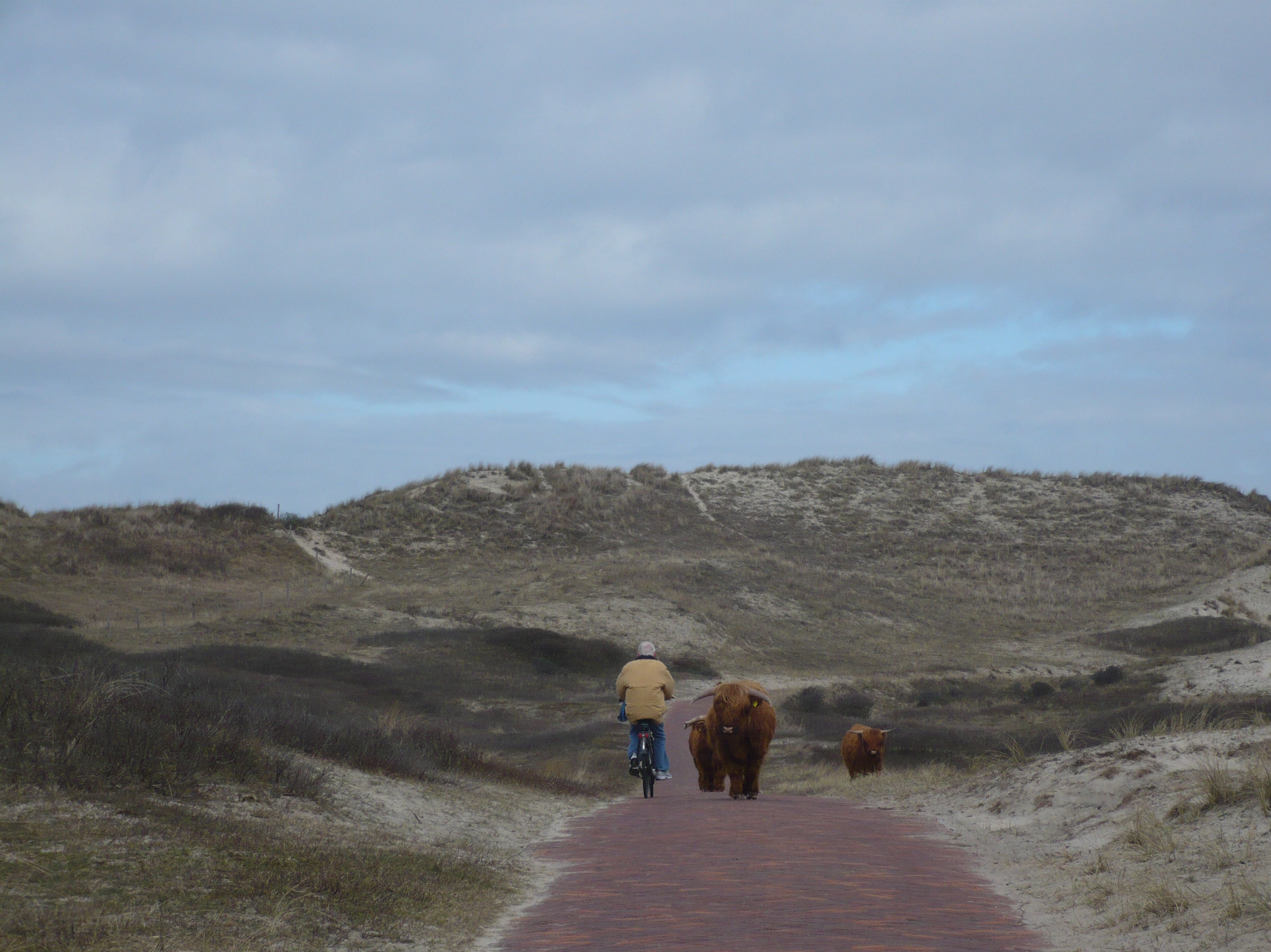 wat-kom-je-zoal-tegen-in-de-duinen