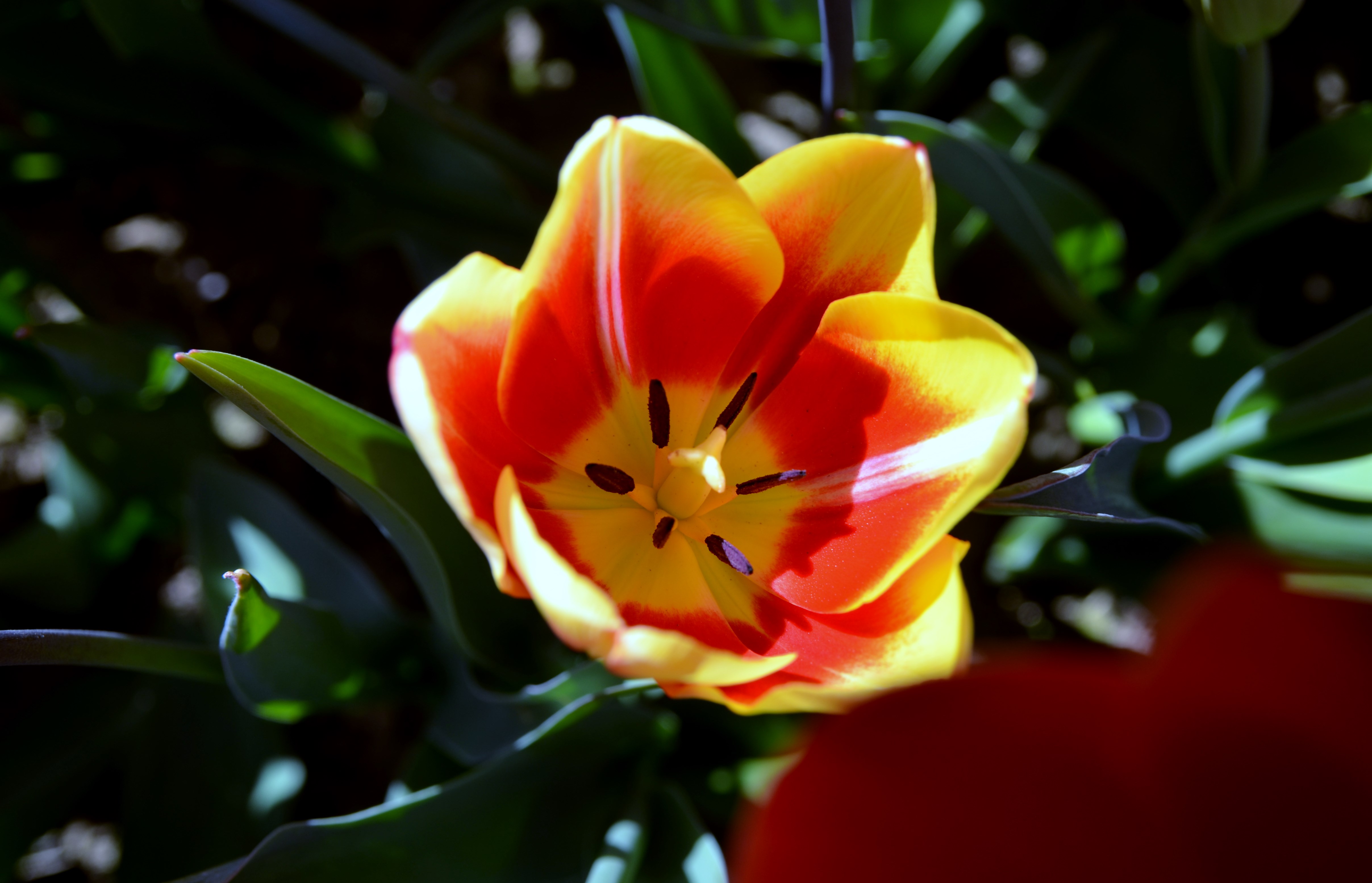 tulp-1