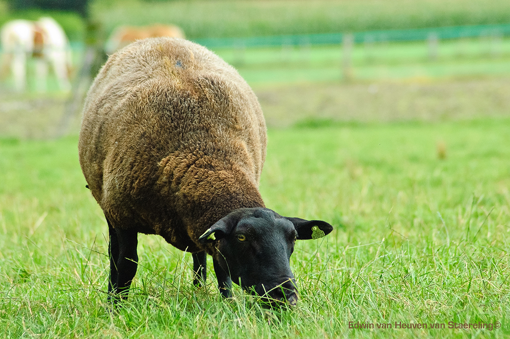 schaapje-schaapje