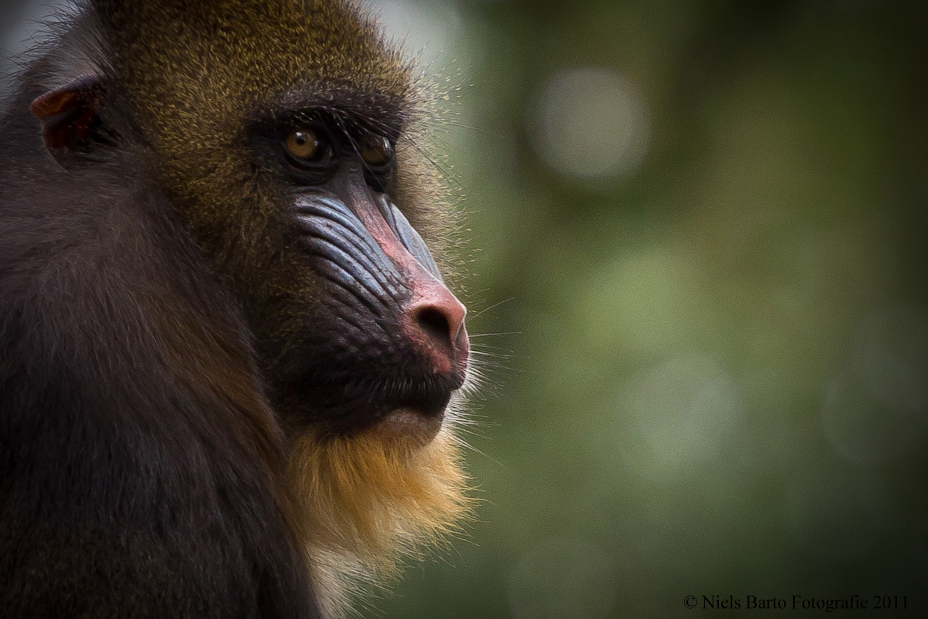 baviaan-1