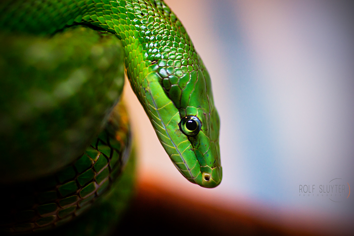 maleisische-boomslang