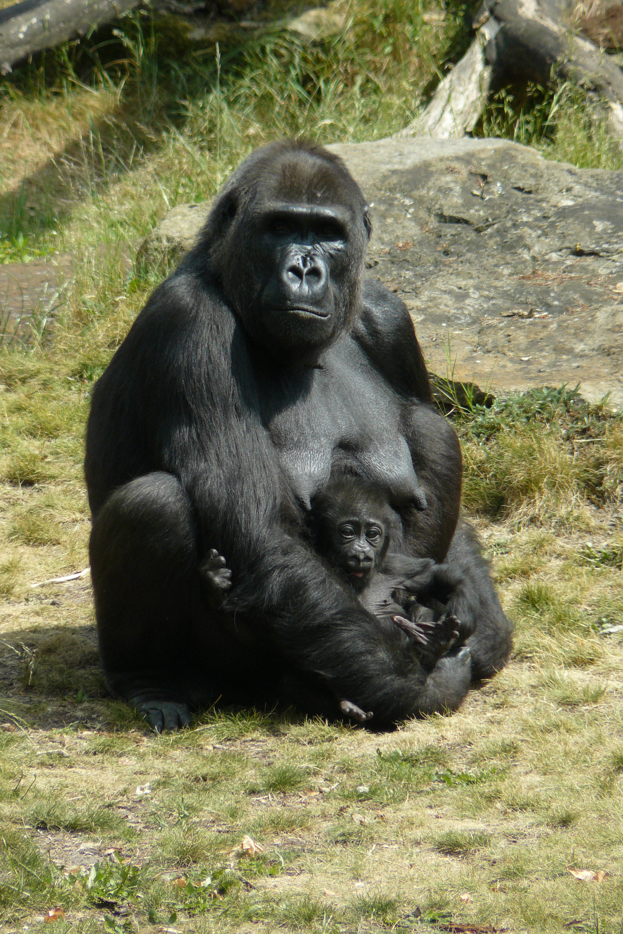 babygorilla