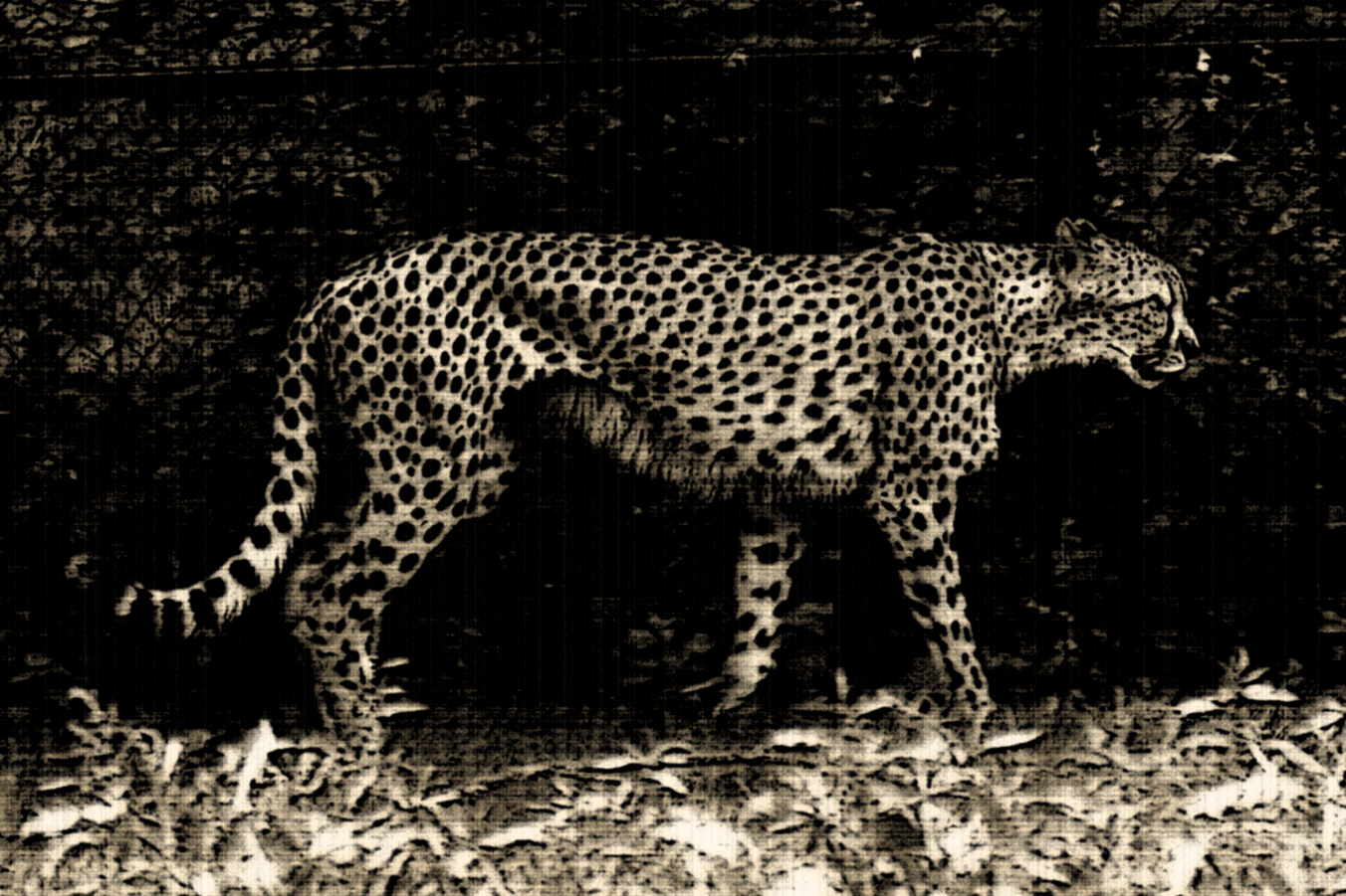 cheeta-3