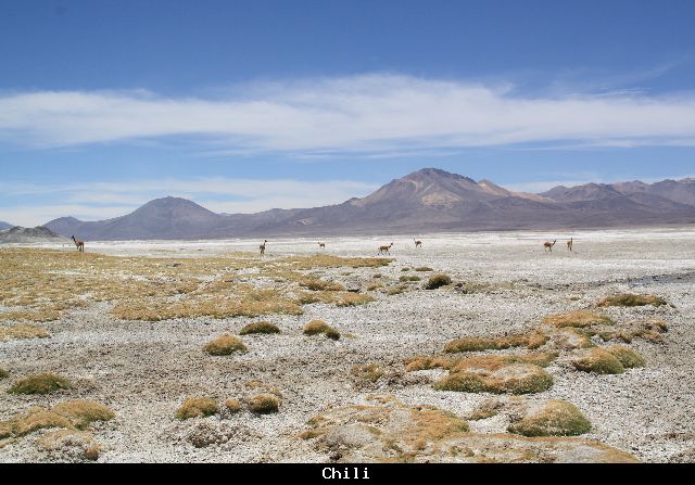 vicunas-in-chili