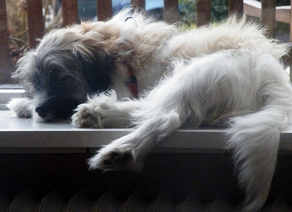 amber-in-winterslaap