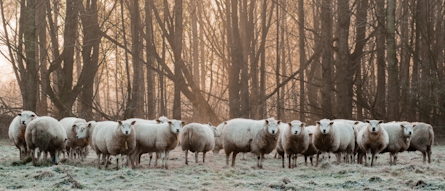 schapen-in-de-ochtend