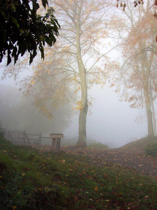 herfst-in-het-bos-14