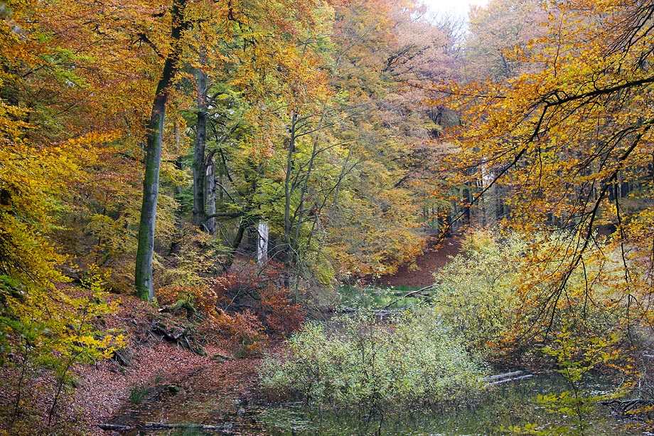 vrolijke-herfstkleuren