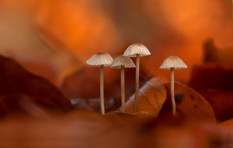 herfst-op-zijn-kleinst