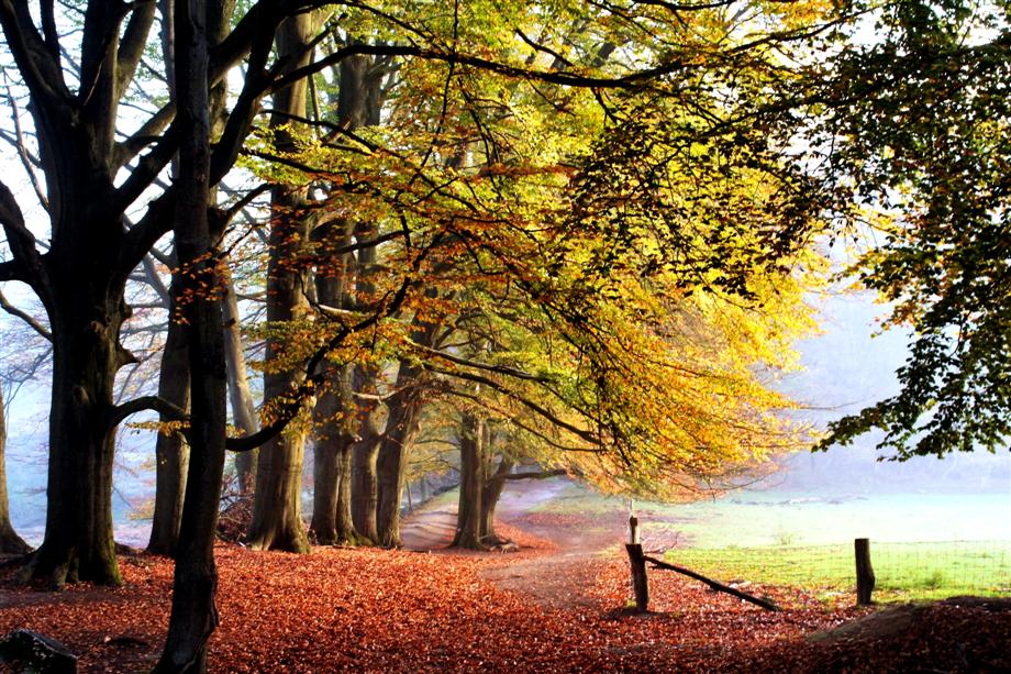 herfst-in-de-ochtendzon