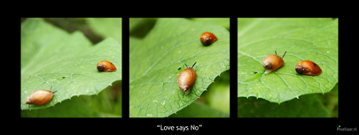 love-says-no