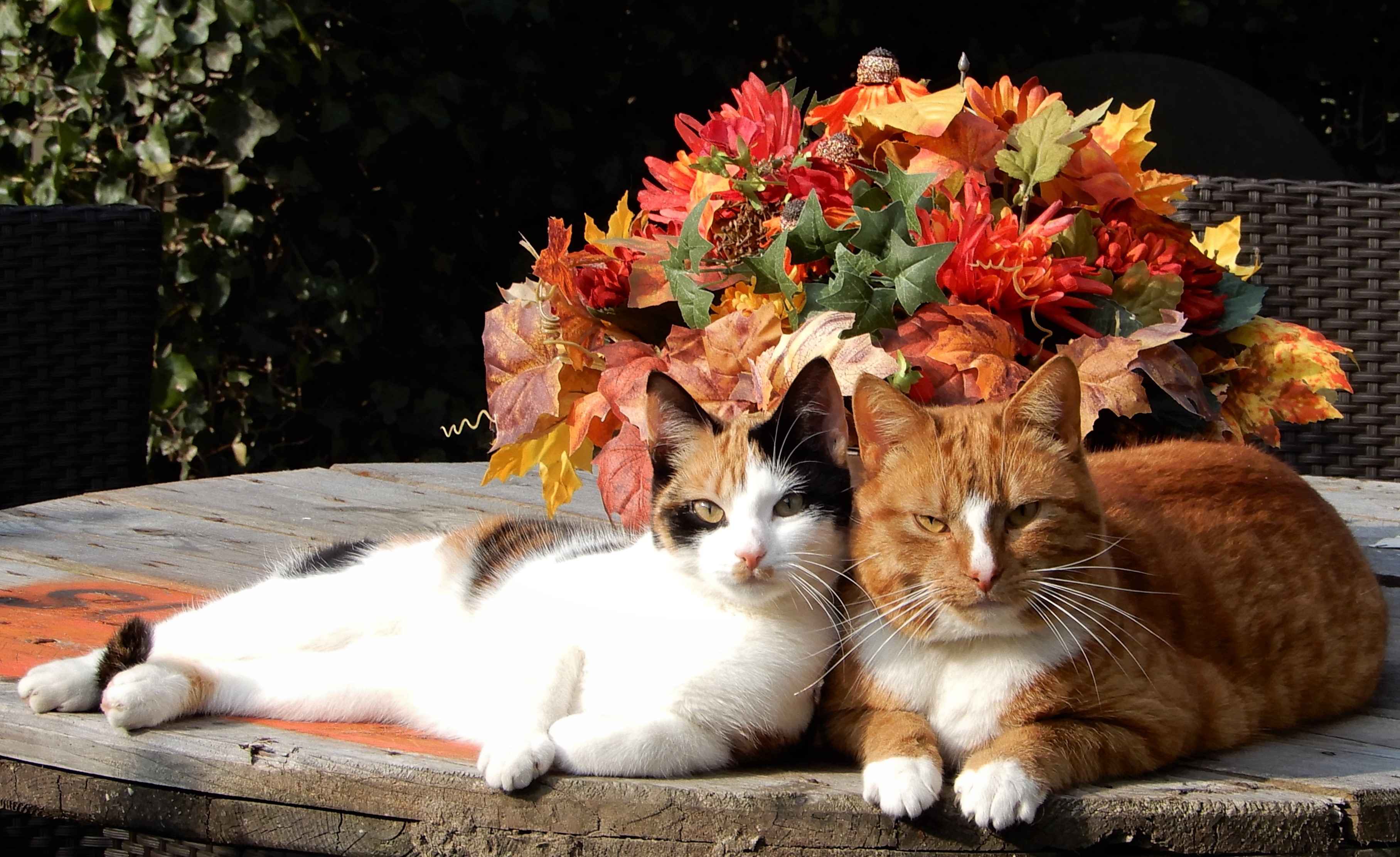 liefde-is-samen-in-de-zon