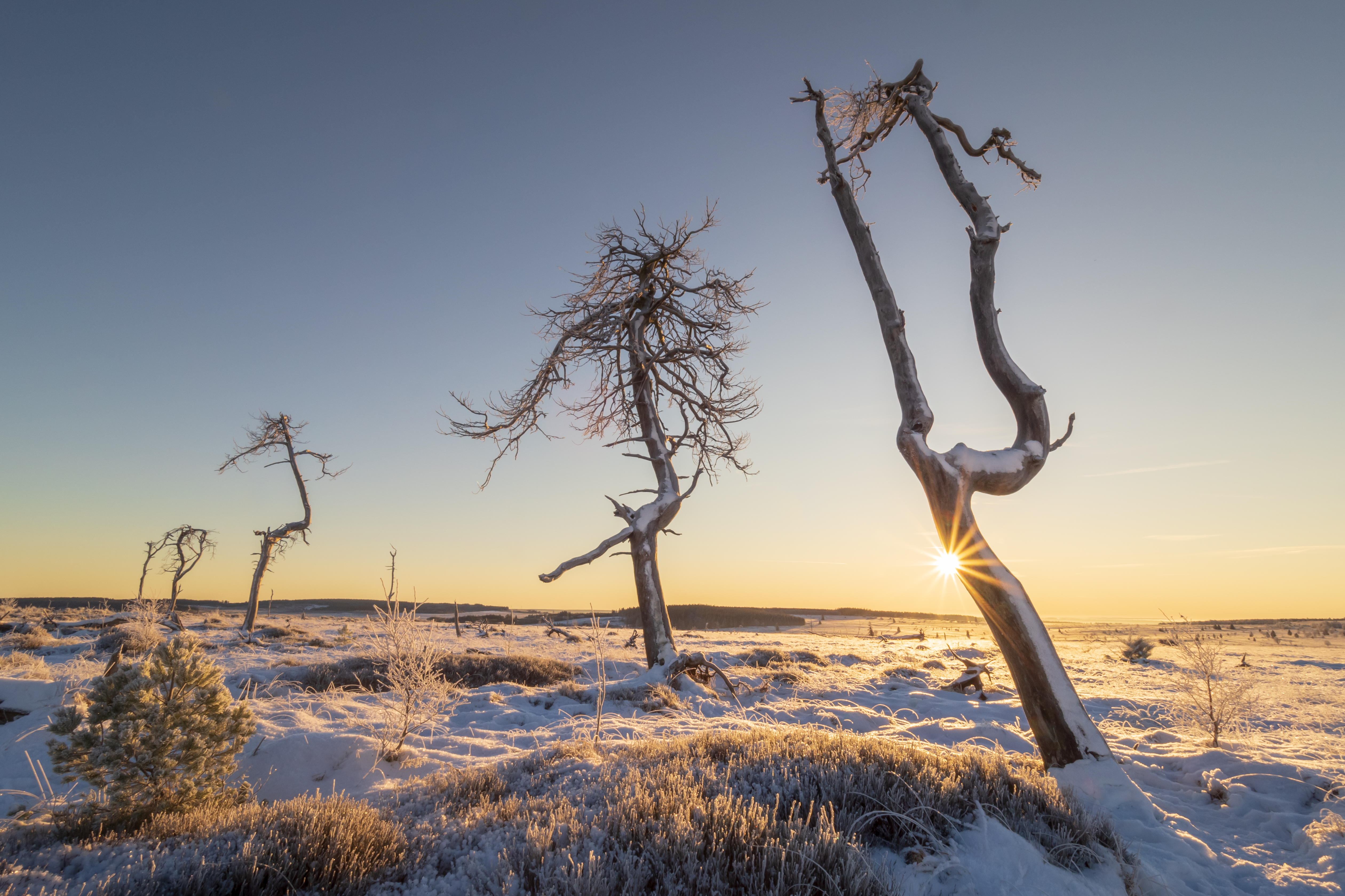 verbrande-bos-op-de-hoge-venen