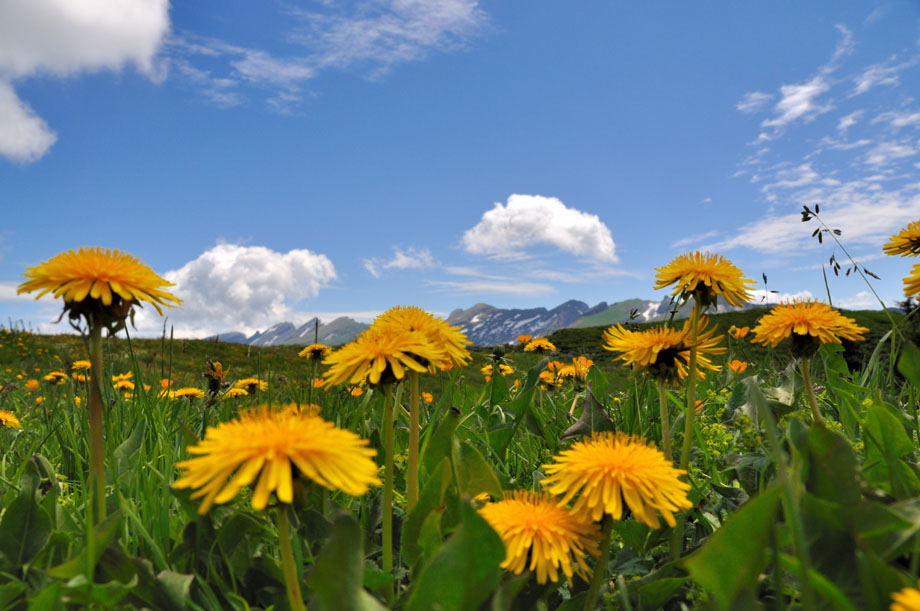 kleine-bloemen-zijn-ook-groots