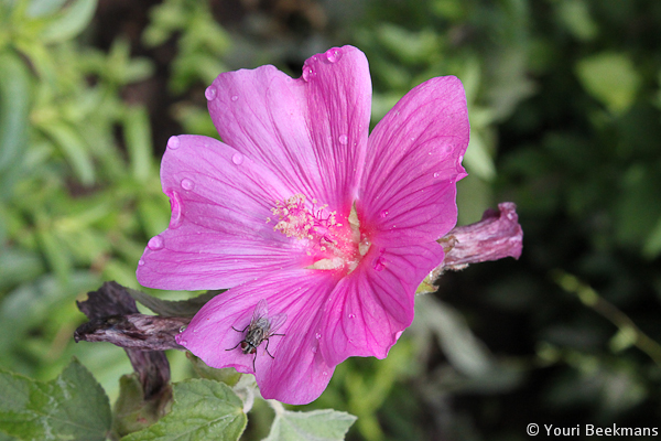 macro-van-bloem-met-insect