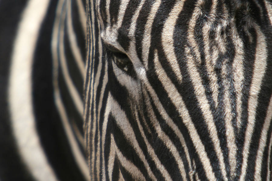 zebra-strepen