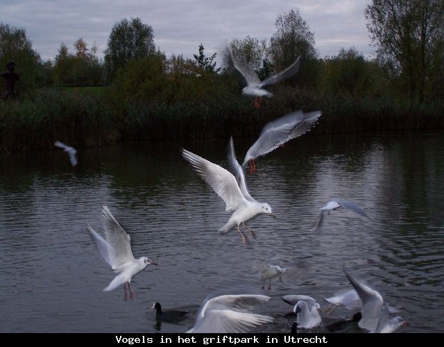vogels-in-het-grift-park
