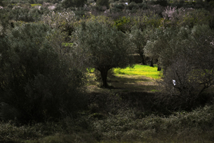 olijfbomen