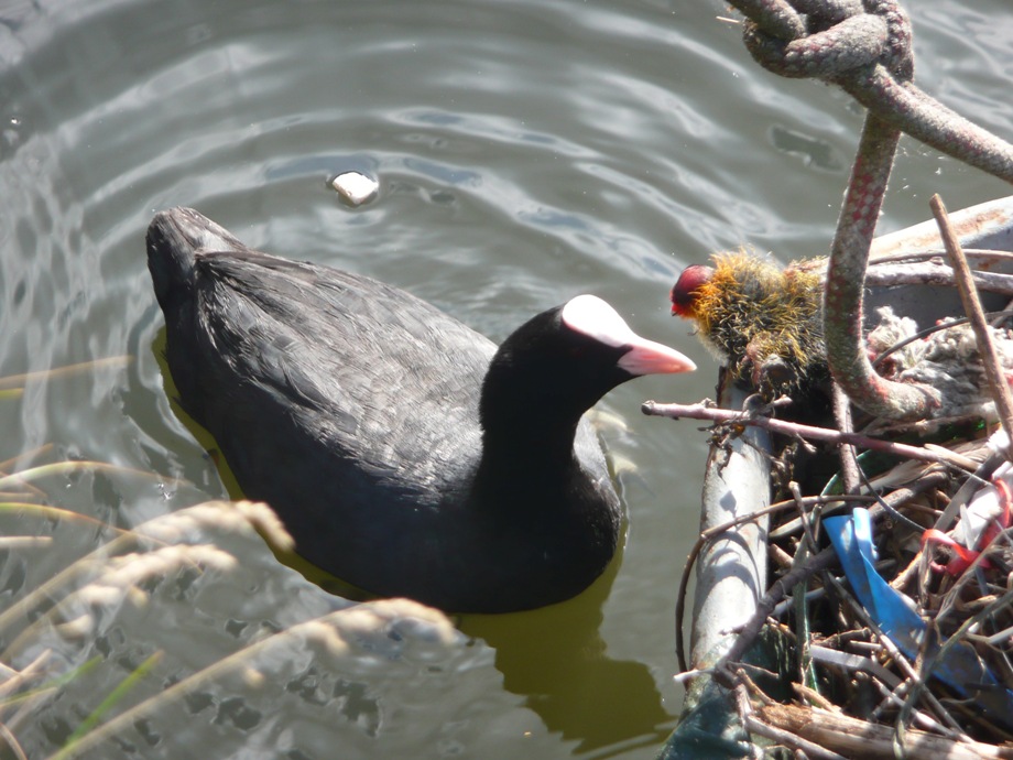 in-de-amsterdamse-grachten