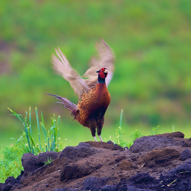 fazant-op-bultje-zand