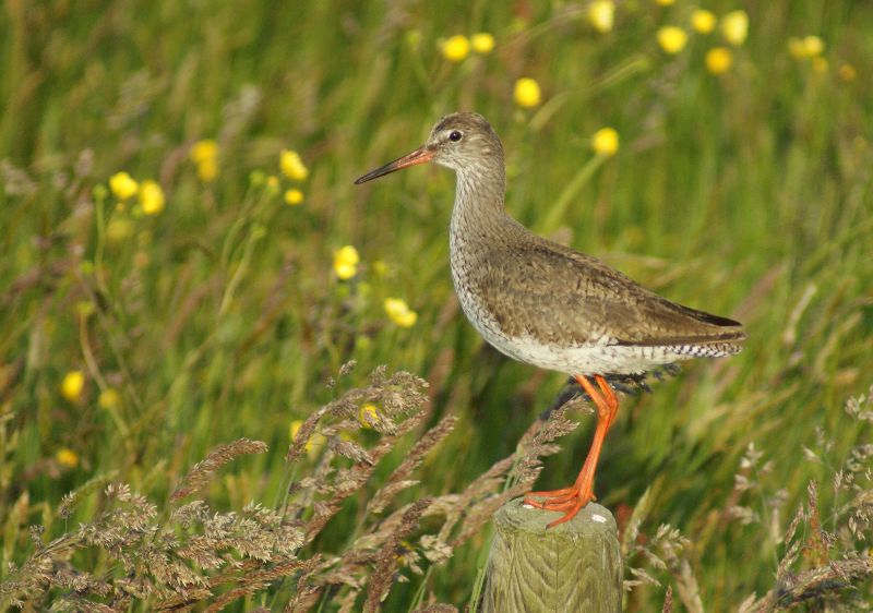 tureluur-op-terschelling