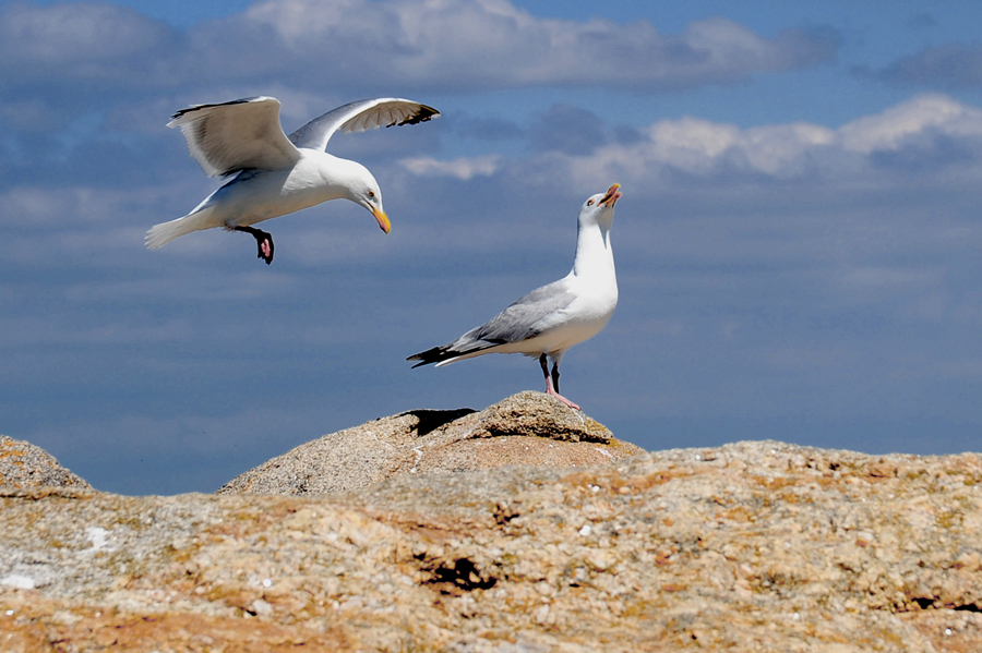 seagulls-3