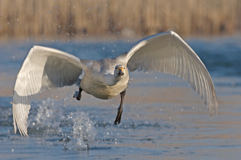 wilde-zwaan-in-winters-castricum