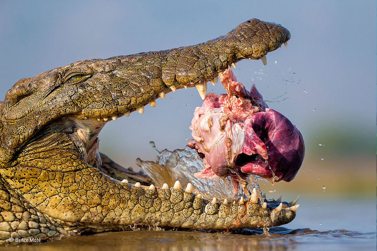 peoples-choice-award-wildlife-photographer-of-the-year