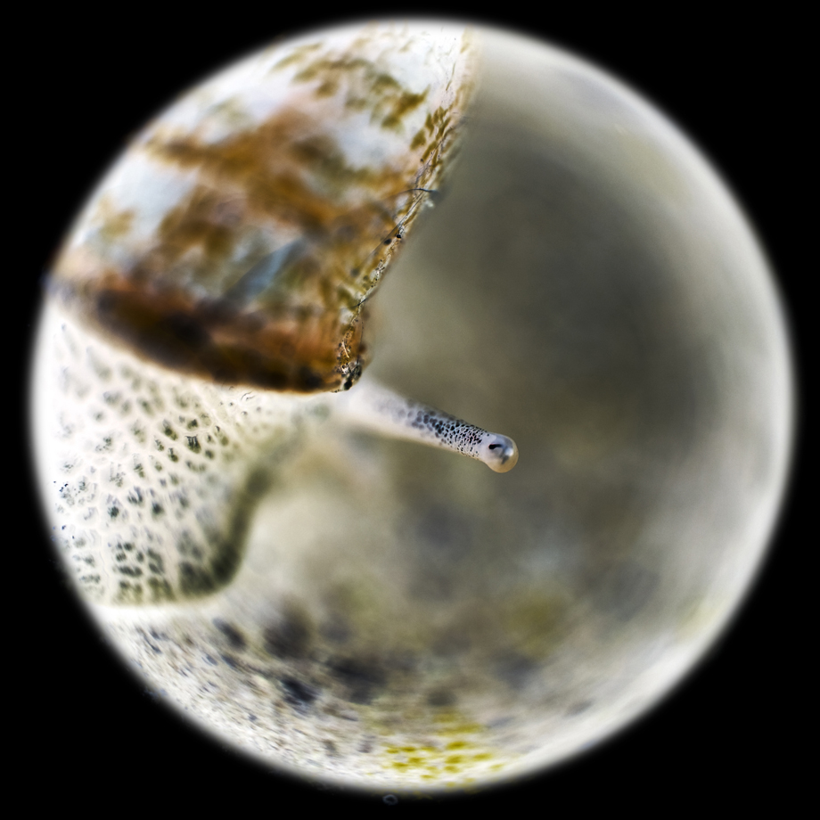 nature-through-a-keyhole