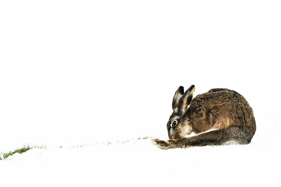 haas-in-een-winters-landschap