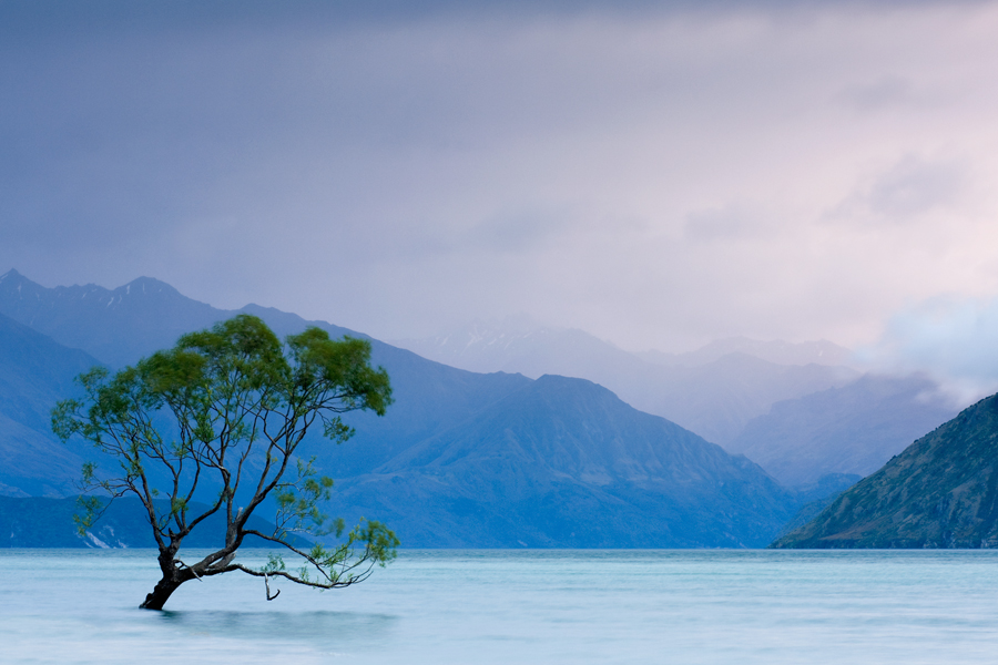 mystieke-boom-in-de-ochtend