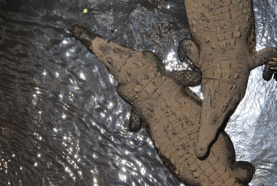 krokodillen-in-costa-rica