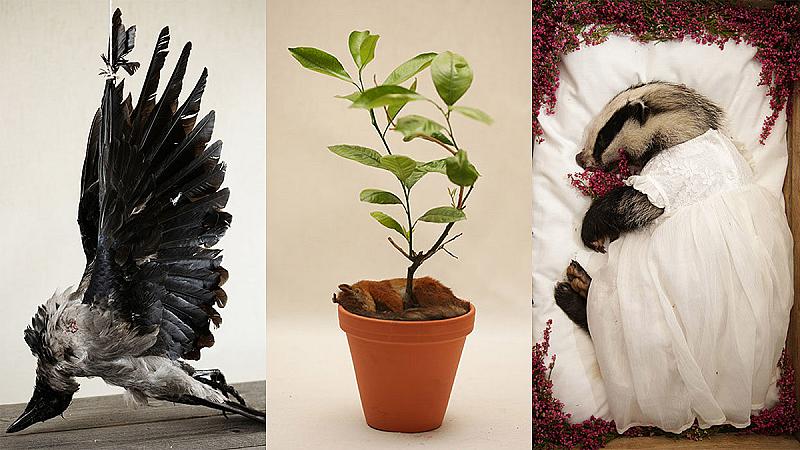 roadkill-als-kunst-schokkend-maar-ook-mooi