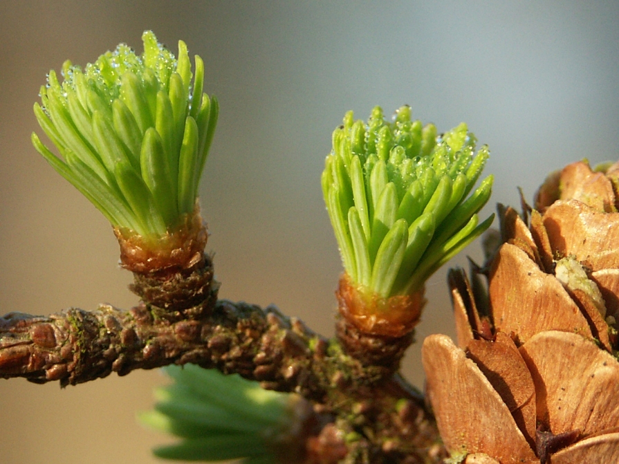 het-frisse-groen-van-een-larix