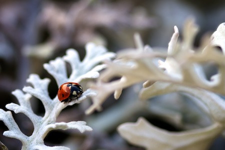 ladybug-4
