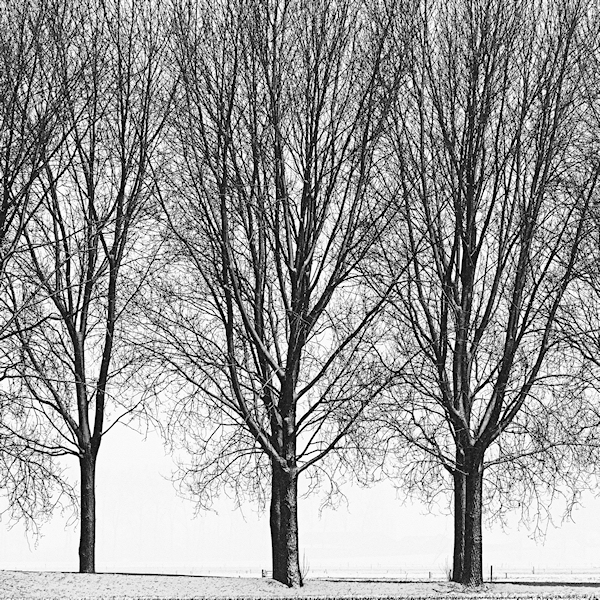 bomen-in-de-sneeuw-4