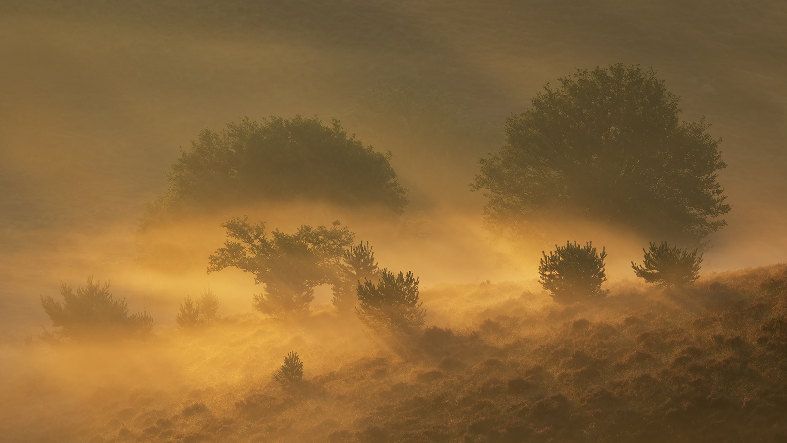 mistige-ochtendlicht