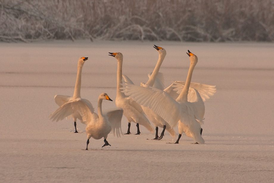 baltsende-wilde-zwanen
