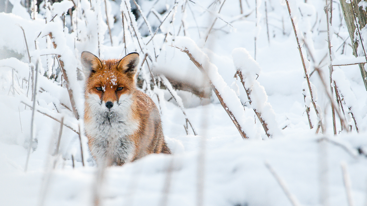 vos-oostvaardersplassen