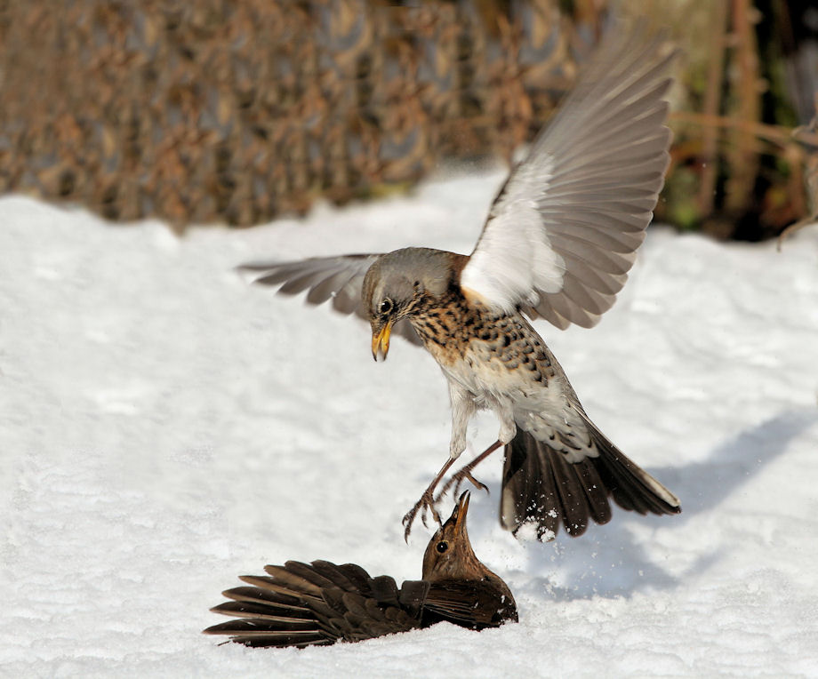 wie-is-hier-de-baas-1