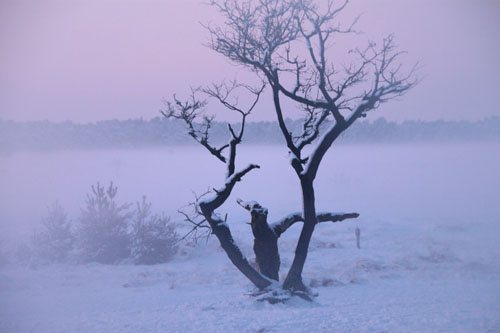 winter-in-de-mist