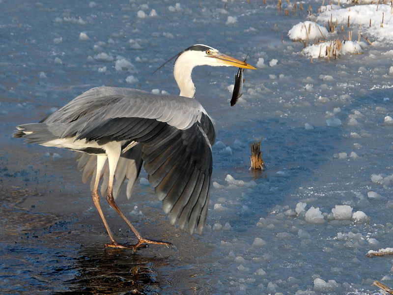 dat-zal-lekker-smaken